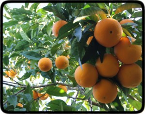 Naranjas-online